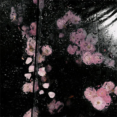 cwinase (ae537.lens) Lens social identity (.lens handle) PFP