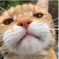 Isidore (jackjia.lens) Lens social identity (.lens handle) PFP