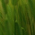 vildan (vildan.lens) Lens social identity (.lens handle) PFP