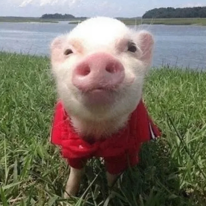 Peppa Pig (threeone.lens) Lens social identity (.lens handle) PFP