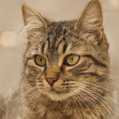 back (18612.lens) Lens social identity (.lens handle) PFP