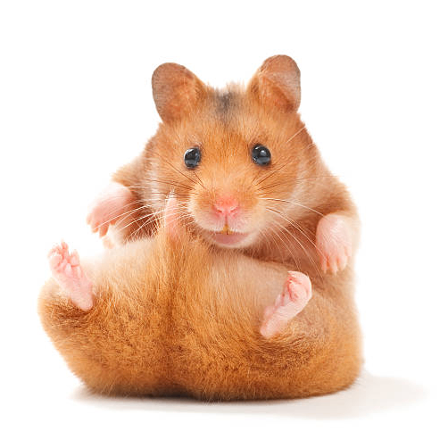 Ania (aniagd68.lens) Lens social identity (.lens handle) PFP