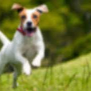 connielisa (connielisa.lens) Lens social identity (.lens handle) PFP