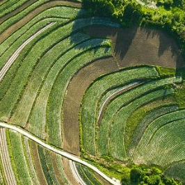 Gabriel Fox (mmvvv.lens) Lens social identity (.lens handle) PFP