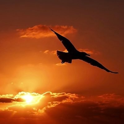 Raya (raliya.lens) Lens social identity (.lens handle) PFP