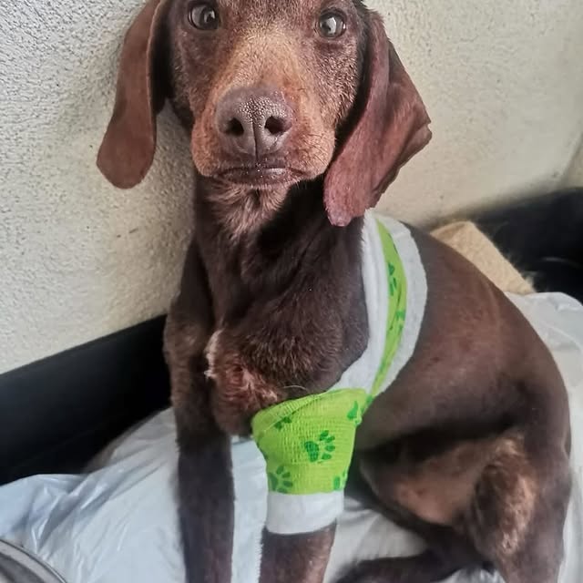 Neural Innovator (100xx.lens) Lens social identity (.lens handle) PFP