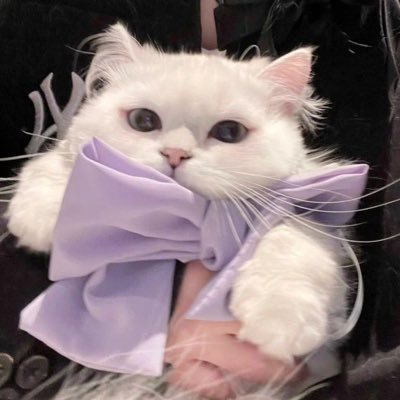 Wef0l (wef0l.lens) Lens social identity (.lens handle) PFP