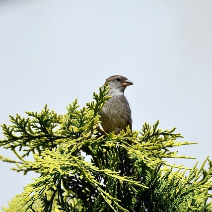 CaseyBlake (sahararabat.lens) Lens social identity (.lens handle) PFP