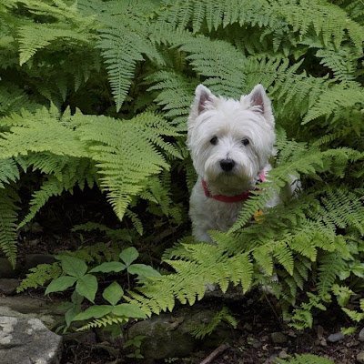 MiriamChar66064 (miriamchar66064.lens) Lens social identity (.lens handle) PFP