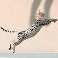 Sofia (chepushochek.lens) Lens social identity (.lens handle) PFP