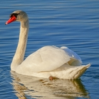 TT (67785.lens) Lens social identity (.lens handle) PFP