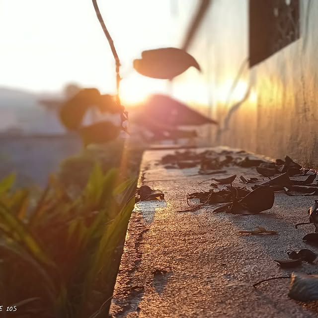 Celestial Pathfinders (mirmay.lens) Lens social identity (.lens handle) PFP