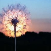 nhknh (nyknh.lens) Lens social identity (.lens handle) PFP