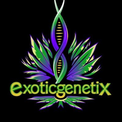 exoticgenetix (exoticgenetix.lens) Lens social identity (.lens handle) PFP