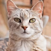 omid (nftloverman.lens) Lens social identity (.lens handle) PFP