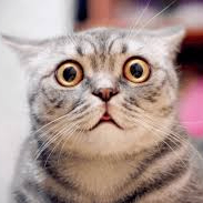 Kira (kifuw.lens) Lens social identity (.lens handle) PFP