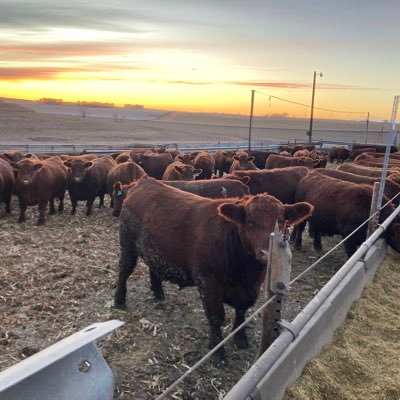 KornKattle (kornkattle.lens) Lens social identity (.lens handle) PFP