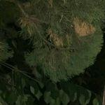 TaylorBailey (choose18.lens) Lens social identity (.lens handle) PFP