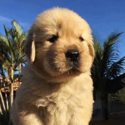 Mary me (tifee.lens) Lens social identity (.lens handle) PFP