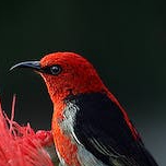 dergi (dergi.lens) Lens social identity (.lens handle) PFP