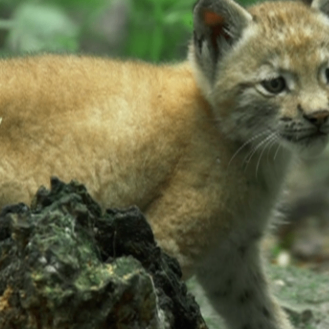 animal world (multileggedbeast.lens) Lens social identity (.lens handle) PFP