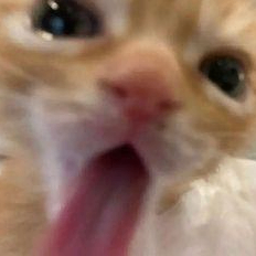 Ava Collins (peachyllama.lens) Lens social identity (.lens handle) PFP