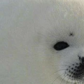 mogger (mogger.lens) Lens social identity (.lens handle) PFP