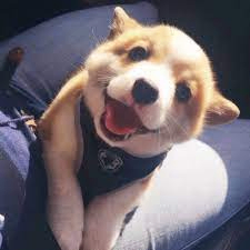 Viv Ford (ezrui.lens) Lens social identity (.lens handle) PFP