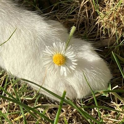 molenkacangijo (molenkacangijo.lens) Lens social identity (.lens handle) PFP