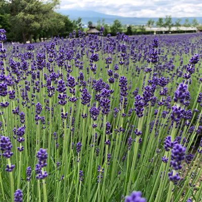 hana15318242 (hana15318242.lens) Lens social identity (.lens handle) PFP