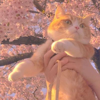 Emily mady (elliell.lens) Lens social identity (.lens handle) PFP