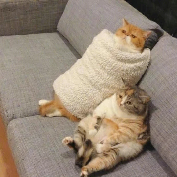 landspace (landspace.lens) Lens social identity (.lens handle) PFP