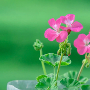 ygty6 (ouyub.lens) Lens social identity (.lens handle) PFP