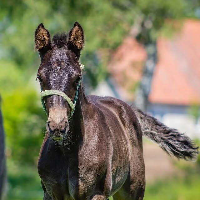 Chromatic Vibes Studio (ebuzzing.lens) Lens social identity (.lens handle) PFP