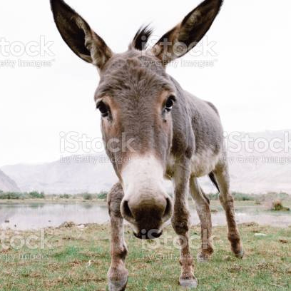 ErolMusk (erolmusk.lens) Lens social identity (.lens handle) PFP