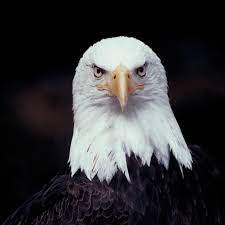 Mona (courage.lens) Lens social identity (.lens handle) PFP