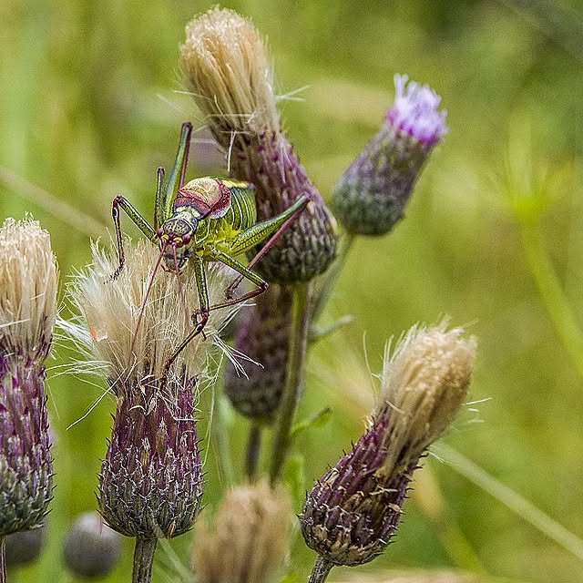 Verdant Advocate (seatgeek.lens) Lens social identity (.lens handle) PFP
