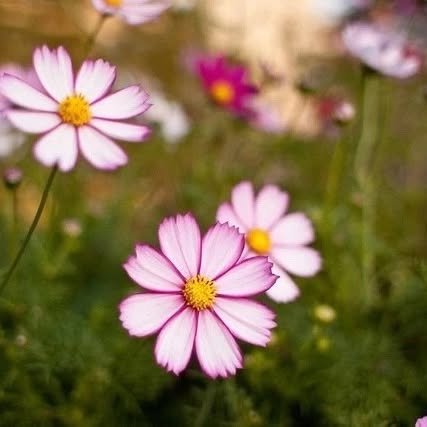 Eco Harmony Advocate 🌍 (dsnetwb.lens) Lens social identity (.lens handle) PFP