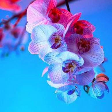 shadin halder (shadin1.lens) Lens social identity (.lens handle) PFP