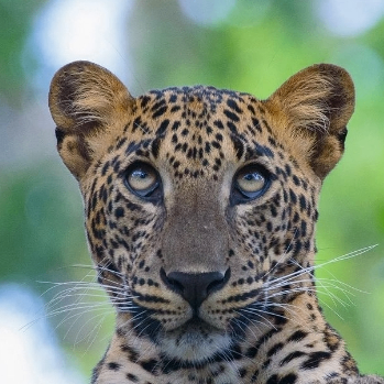 Karen (jjjje.lens) Lens social identity (.lens handle) PFP