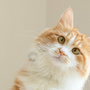 tgs (gstdf5.lens) Lens social identity (.lens handle) PFP