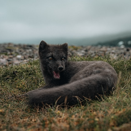 Olivia (wittychatter.lens) Lens social identity (.lens handle) PFP