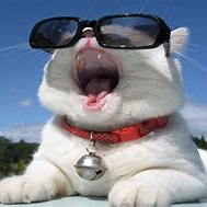 divias (openliks.lens) Lens social identity (.lens handle) PFP