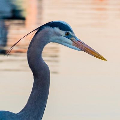 USA_Is_Back (usaisback.lens) Lens social identity (.lens handle) PFP