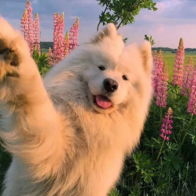 everthing (everthing.lens) Lens social identity (.lens handle) PFP