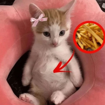 okan (oknergnn.lens) Lens social identity (.lens handle) PFP