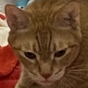 EC (ec168.lens) Lens social identity (.lens handle) PFP