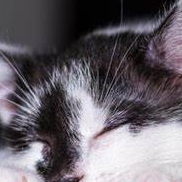 Doreen Harrod (vvvvvp.lens) Lens social identity (.lens handle) PFP