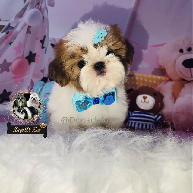 Möbius Arc (bongdaso.lens) Lens social identity (.lens handle) PFP