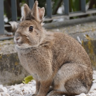 G Dragon (dragonites.lens) Lens social identity (.lens handle) PFP